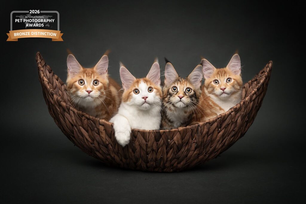 Awards winning pet portrait