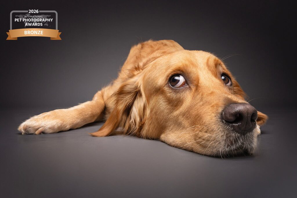 Outstanding pet photography award-winning image