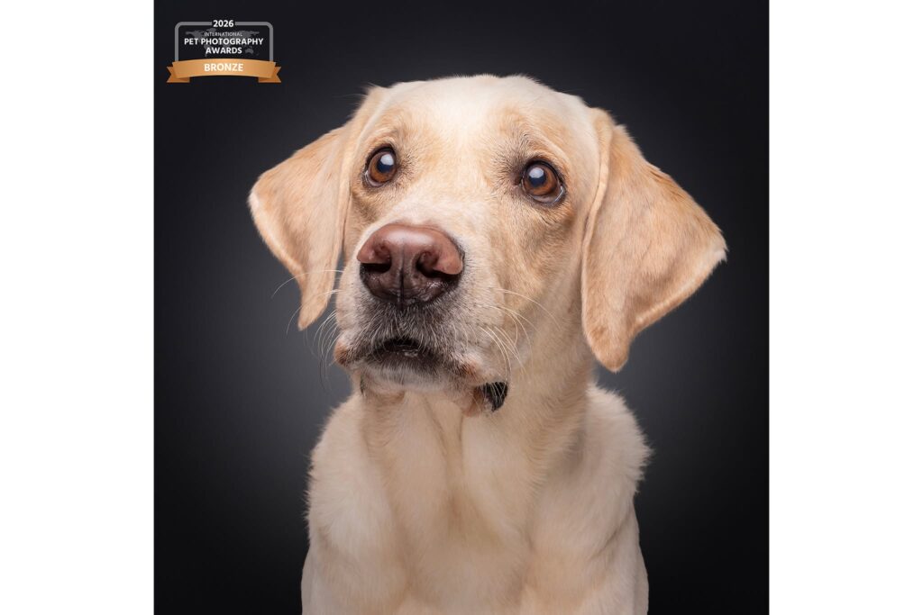 Creative pet photography awards